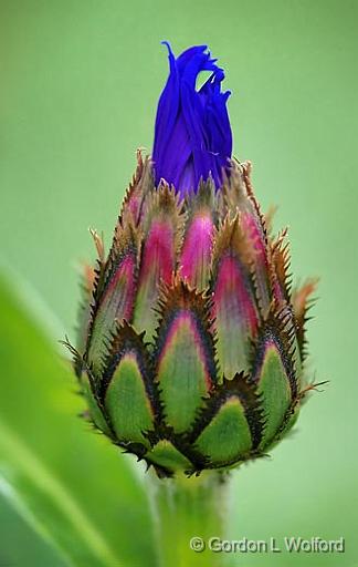 Mountain Bluet Bud_49378-9.jpg - Mountain Bluet (Centaurea montana)a.k.a. Mountain Cornflower, Perennial Cornflower, Perennial Bachelor's Button, Mountain knapweedPhotographed near Carleton Place, Ontario, Canada.